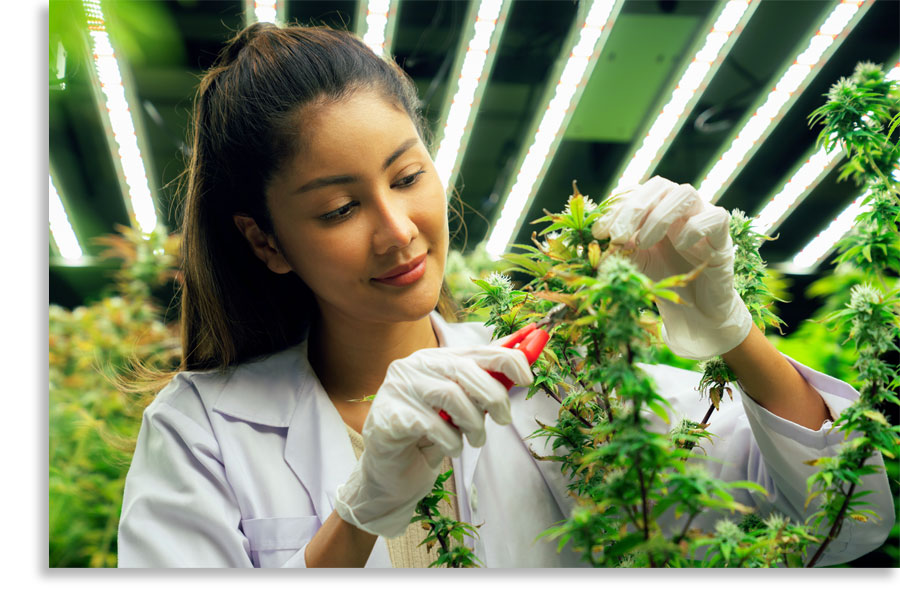 TESU to Offer Certificates for Cannabis Careers